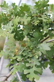 Attēlu rezultāti vaicājumam “Reticularia lobata”