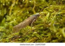 Attēlu rezultāti vaicājumam “Plutellidae”