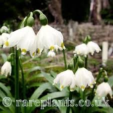Attēlu rezultāti vaicājumam “Leucojum vernum var. carpathicum”
