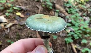 Attēlu rezultāti vaicājumam “Stropharia albocrenulata”