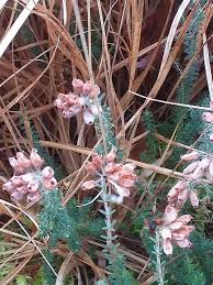 Attēlu rezultāti vaicājumam “Erica tetralix”