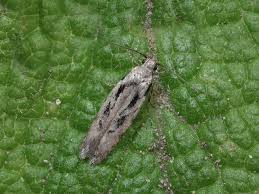 Attēlu rezultāti vaicājumam “Carpatolechia alburnella”