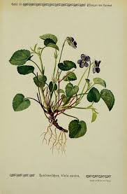 Attēlu rezultāti vaicājumam “Viola canina flower”