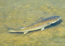 Image result for Mugil cephalus