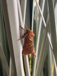 Attēlu rezultāti vaicājumam “Hepialidae”