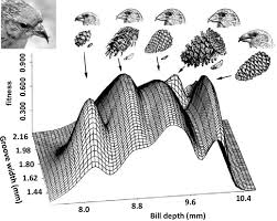 Attēlu rezultāti vaicājumam “Loxia pytyopsittacus male”