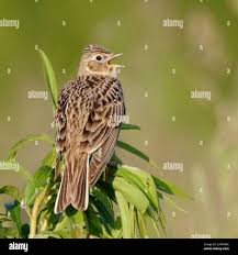 Image result for Alauda arvensis