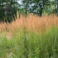 Attēlu rezultāti vaicājumam “Calamagrostis stricta”