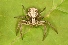 Attēlu rezultāti vaicājumam “Xysticus cristatus”