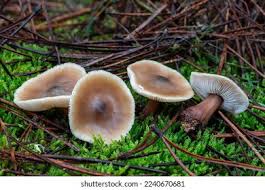 Attēlu rezultāti vaicājumam “Collybia sp.”