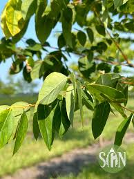 Attēlu rezultāti vaicājumam “Gymnocladus dioicus leaf”