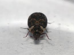 Attēlu rezultāti vaicājumam “Anthrenus sp.”