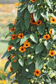 Image result for schwarzäugige Susanne