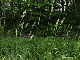 Attēlu rezultāti vaicājumam “Phalaroides arundinacea fruit”