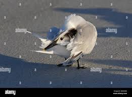 Attēlu rezultāti vaicājumam “Sterna sandvicensis adult”