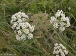 Attēlu rezultāti vaicājumam “Angelica palustris”