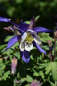 Image result for Aquilegia caerulea