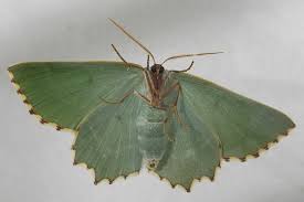 Attēlu rezultāti vaicājumam “Thalera fimbrialis”