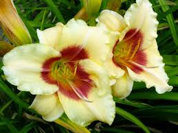 Attēlu rezultāti vaicājumam “Hemerocallis lilioasphodelus”