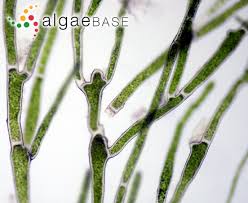 Imagini pentru Cladophora aegagropila