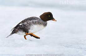 Image result for Aythya affinis