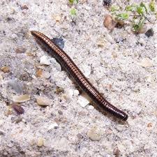 Attēlu rezultāti vaicājumam “Ommatoiulus sabulosus”