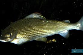 Image result for Thymallus thymallus