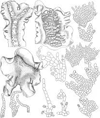 Attēlu rezultāti vaicājumam “Lophozia laxa”