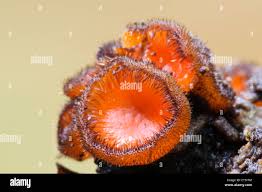 Attēlu rezultāti vaicājumam “Scutellinia scutellata”