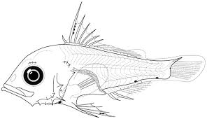 Image result for Lutjanus colorado