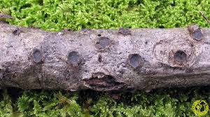 Attēlu rezultāti vaicājumam “Biscogniauxia marginata”