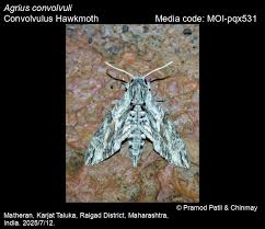 Attēlu rezultāti vaicājumam “Agrius convolvuli”