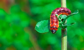 Attēlu rezultāti vaicājumam “Cossus cossus larva”