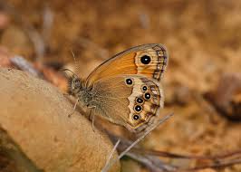 Attēlu rezultāti vaicājumam “Coenonympha hero underside”