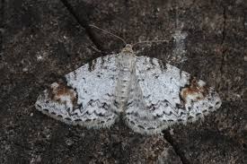 Attēlu rezultāti vaicājumam “Venusia blomeri”