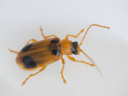 Attēlu rezultāti vaicājumam “Phyllobrotica quadrimaculata”