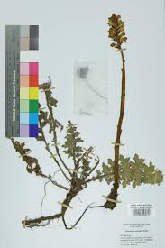 Attēlu rezultāti vaicājumam “Orobanche reticulata”