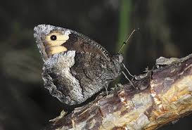 Attēlu rezultāti vaicājumam “Hipparchia alcyone”