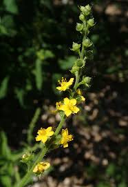Attēlu rezultāti vaicājumam “Agrimonia pilosa flower”