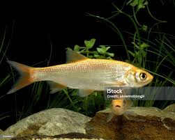 Attēlu rezultāti vaicājumam “Leuciscus idus”