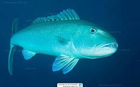 Image result for Aprion virescens