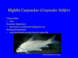 Image result for Carpiodes velifer
