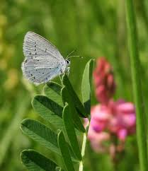 Attēlu rezultāti vaicājumam “Everes argiades male”