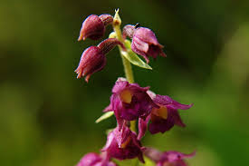 Attēlu rezultāti vaicājumam “Epipactis atrorubens fruit”