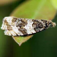 Attēlu rezultāti vaicājumam “Orthotaenia undulana”