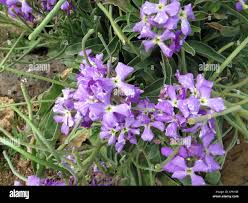 Image result for Levkoje