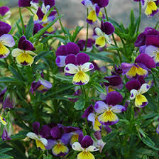 Attēlu rezultāti vaicājumam “Viola tricolor flower”