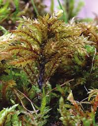 Attēlu rezultāti vaicājumam “Climacium dendroides sporophyte”