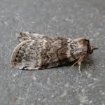 Attēlu rezultāti vaicājumam “Tetheella fluctuosa”