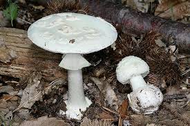 Attēlu rezultāti vaicājumam “Amanita citrina”